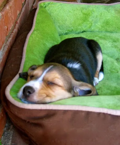 Beagle doguinho pronto para viver novas aventuras