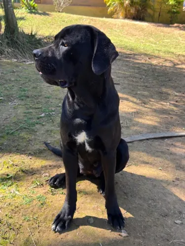 Fêmea de Cane corso adulta 