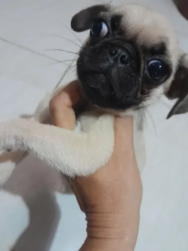 Fêmea pug
