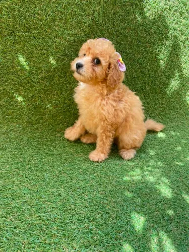 Poodle Toy belíssimos filhotes 