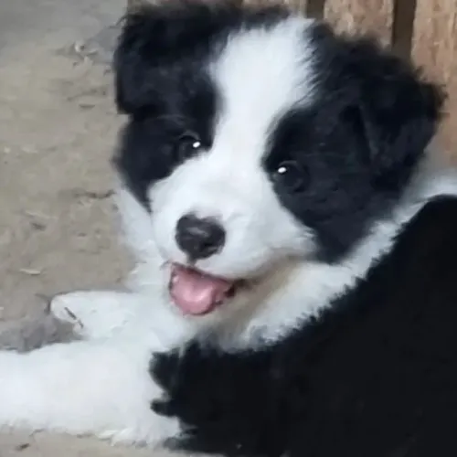 Filhotes de Border Collie | O som de patinhas pela casa
