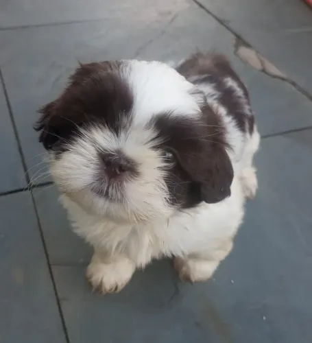 Shitzu
