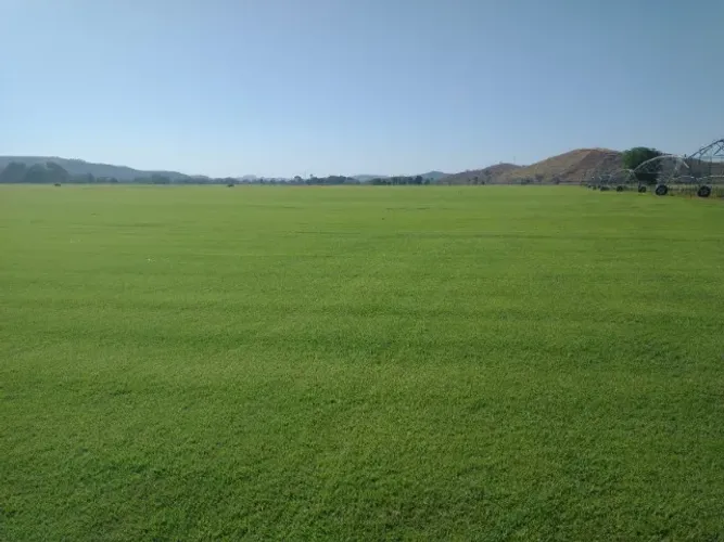Grama Natural Entrega Imediata Faça Pedido