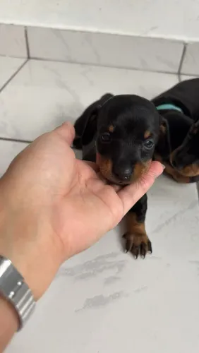 Dachshund 
