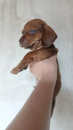 Vendo filhotes de dachshund machinhos
