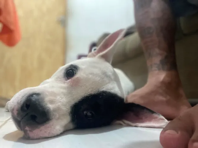 Cachorro pra a doação