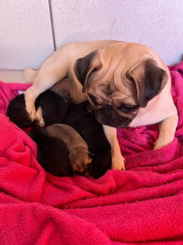 Filhote pug