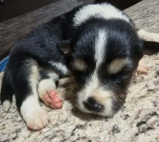 Border Collie