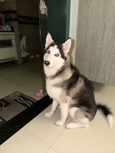 Vendo husky siberiano 9 Meses 