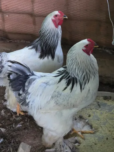 Aves Ornamentais Lindas para Chácaras, Fazendas e Sítios.