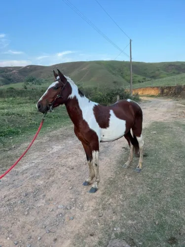 Égua pampa 