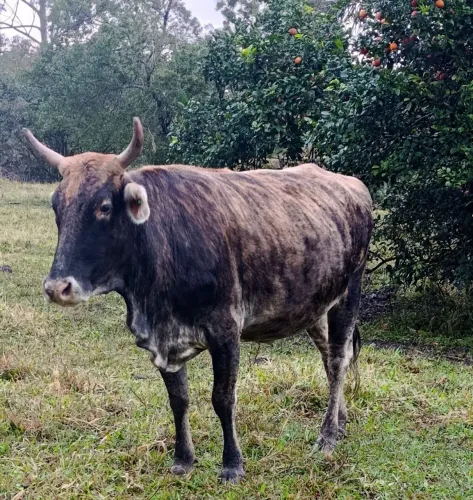 Vacas a 10.50 R$ o kg
