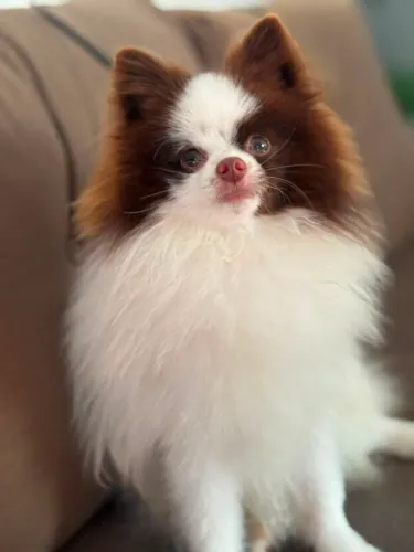 Spitz Alemão 