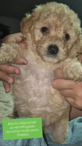 Filhote mestiço de poodley com maltês