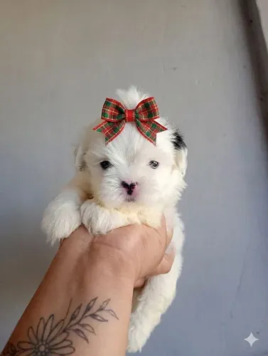 Lindo casal de shih Tzu disponível 