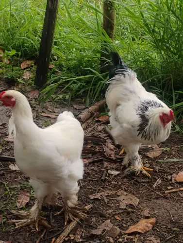 Galinhas e Galos de raça e sem raça