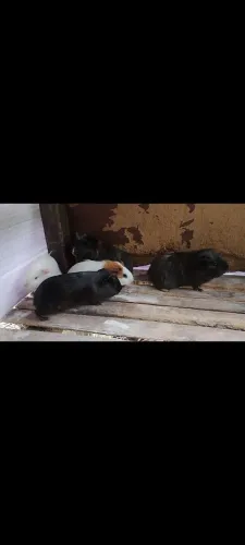 Lote de porquinho da índia 