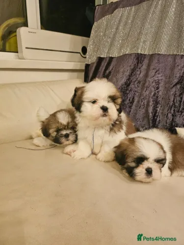 Neném shih tzu/shitzu linhagem selecionada com saúde em contrato