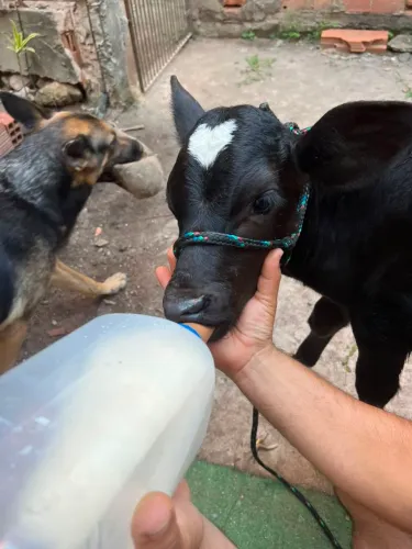 Bezerro macho Guzolando, filho de Guzerá com Holandês 