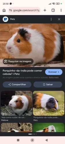 Procuro porquinho da índia pra doar ou vender 