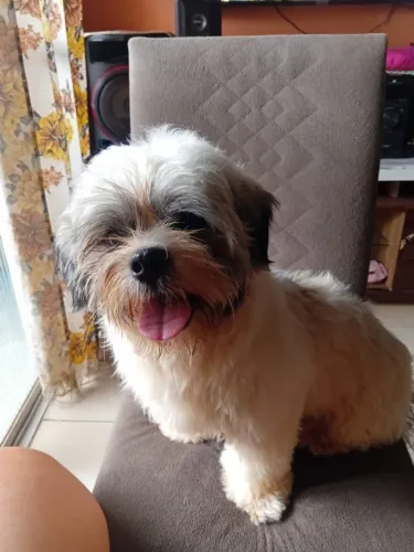 Cachorro shihtizu 