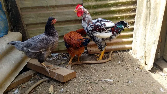 frango gsb