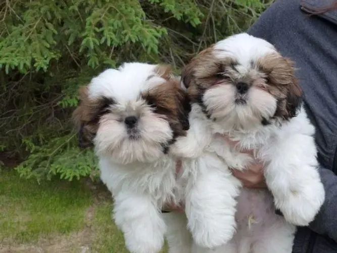 Shih tzu com pelagem encantadora