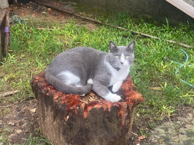 Gato castrado e vacinado ( entrego)