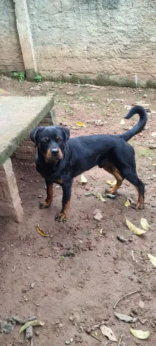 Rottweiler 