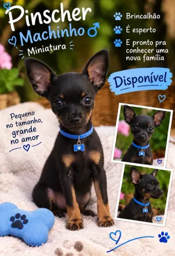 Pinscher macho disponível