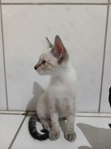 Gatinhos para adoção