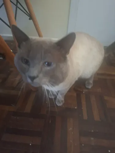 Gato pra doação