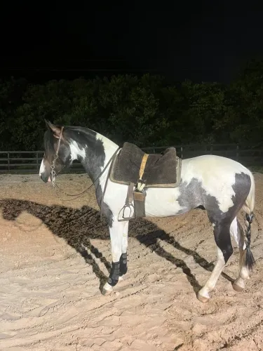 Cavalo