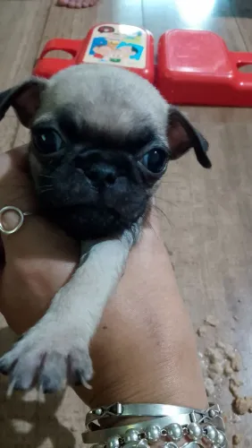 Filhotinho de Pug com pedigree 