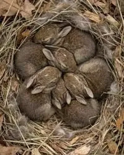 Coelhos a venda