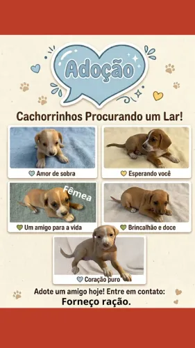 Filhotes porte pequeno doação