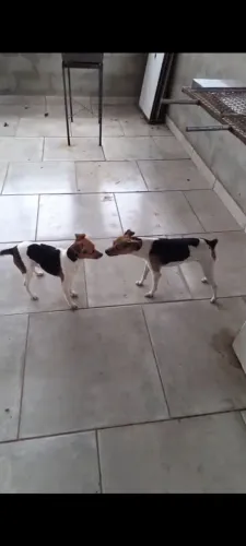 Terrier brasileiro (fox paulistinha)