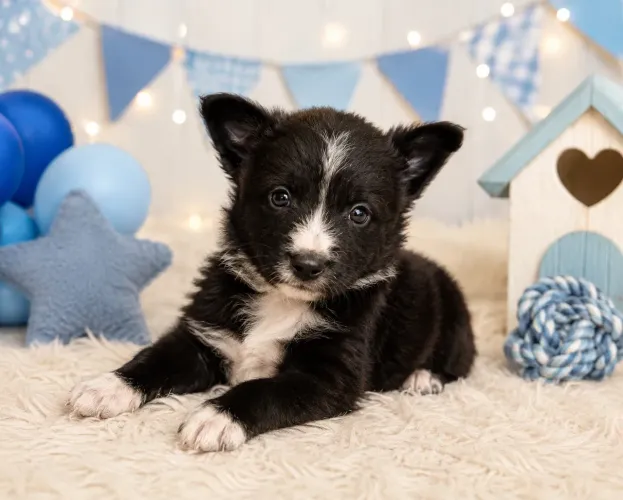 Príncipe filhotes de border collie machos 