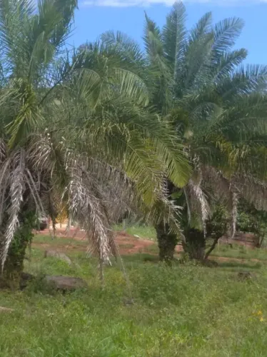 Fazenda 102 alq. Munic. De são patrício Goiás. 10.200.000.00