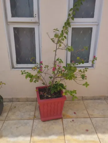 Vaso de Planta Primavera
