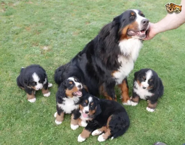 Bernese Mountains machinhos disponíveis com vacina e pedigree filhotes com 54 dias