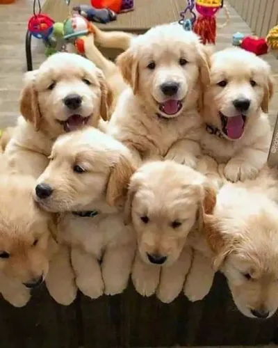 Golden Retriever Filhotes á venda 