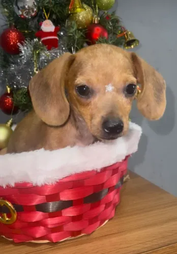 Filhotes de linguicinha aceitamos cartão até 12x 