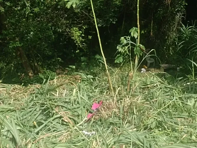 Terreno na Costeira (Morro)