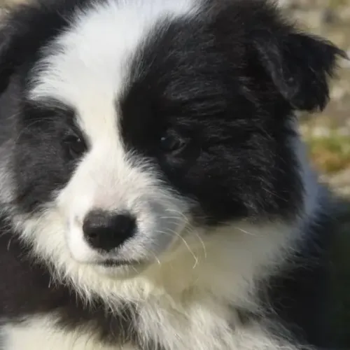Filhotes de Border Collie | Fofura em nível máximo!