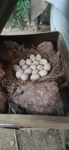 Ovos de galinha caipira galados