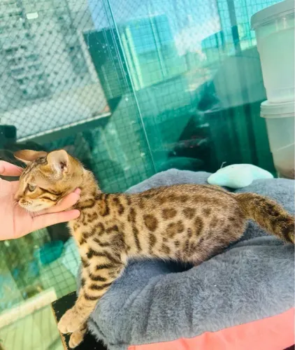  Bengal de Pelagem Brown 