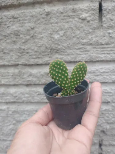 Cactos variados