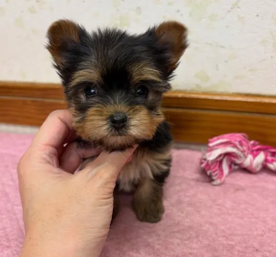 Filhotes de yorkshire pronta entrega com pedigree!