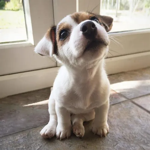 Filhote Jack Russel Terrier aqui 
